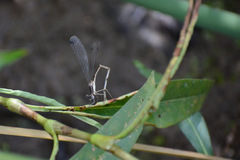 Lestidae