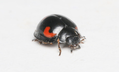 Exochomus quadripustulatus