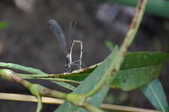 Lestidae