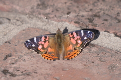 Vanessa braziliensis