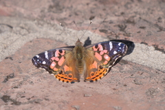 Vanessa braziliensis