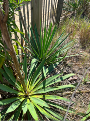 Yucca filamentosa