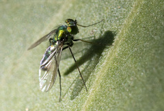 Condylostylus longicornis