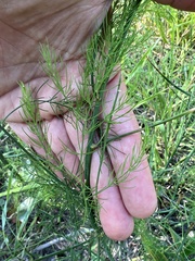 Asparagus officinalis