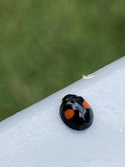 Chilocorus renipustulatus