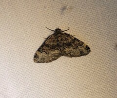 Xanthorhoe