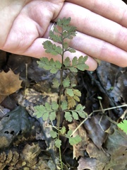 Cystopteris protrusa