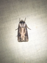Agrotis venerabilis