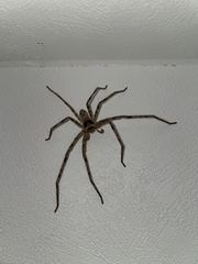 Heteropoda venatoria