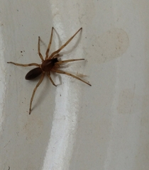 Dysderidae