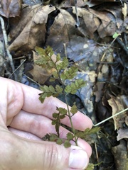 Cystopteris protrusa