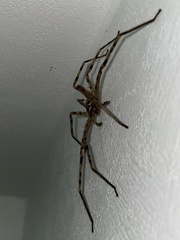 Heteropoda venatoria