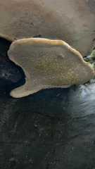 Fomitopsis