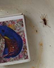 Dysderidae