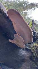 Fomitopsis