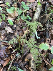 Cystopteris protrusa