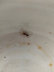 Dysderidae