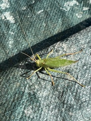 Pterophylla camellifolia