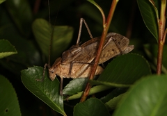 Mecopoda niponensis