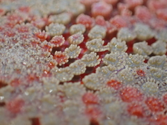 Astropecten aranciacus