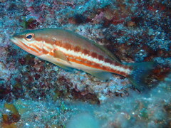Serranus cabrilla