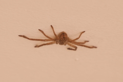 Polybetes rapidus