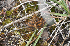 Epelis truncataria