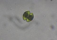 Cosmarium