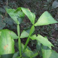 Sapindaceae