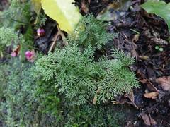 Hymenophyllum flexuosum