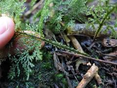 Hymenophyllum flexuosum
