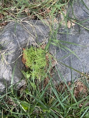 Artemisia annua