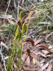Schizaea bifida