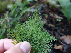 Hymenophyllum flexuosum