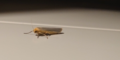 Eilema