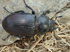 Lucanus cervus