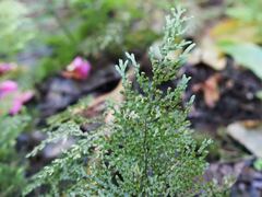 Hymenophyllum flexuosum