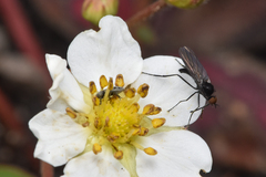 Empidoidea