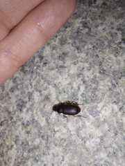 Harpalus rufipes
