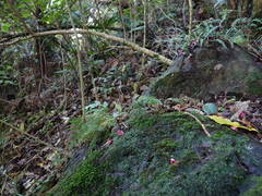 Hymenophyllum flexuosum