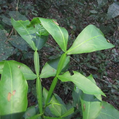 Sapindaceae