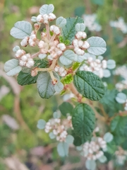 Spyridium parvifolium