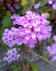 Lantana montevidensis