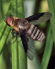 Exoprosopa brevirostris