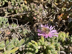 Ruschieae