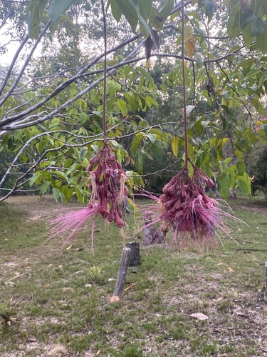 Couepia longipendula