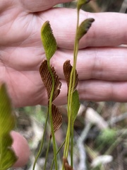 Schizaea bifida