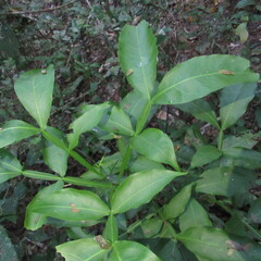 Sapindaceae