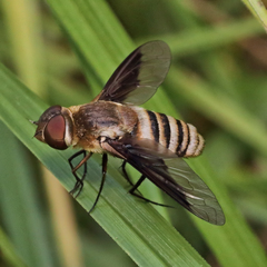 Exoprosopa brevirostris