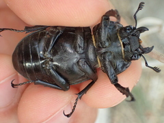 Lucanus cervus